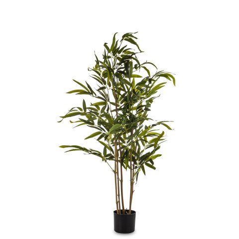 Roślina Dekoracyjna Bambus