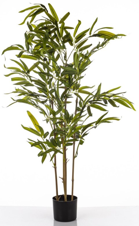 Roślina Dekoracyjna Bambus