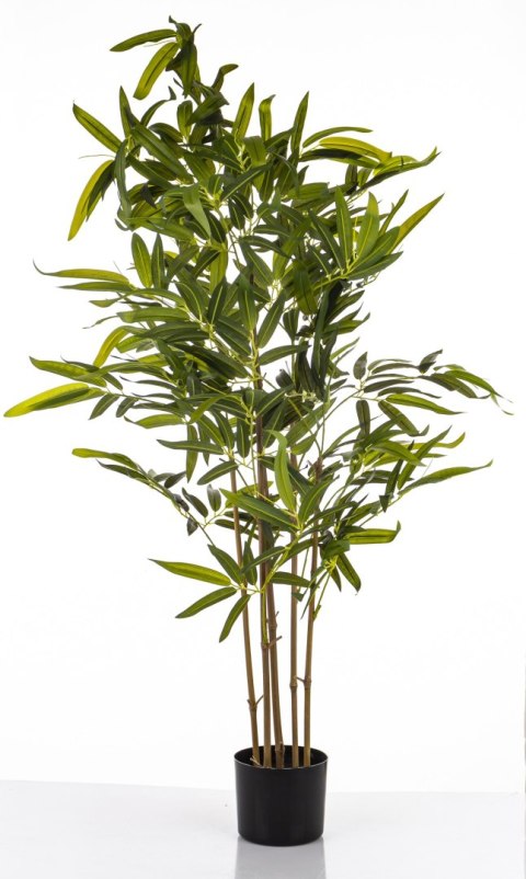 Roślina Dekoracyjna Bambus