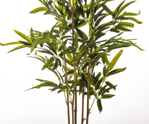 Roślina Dekoracyjna Bambus