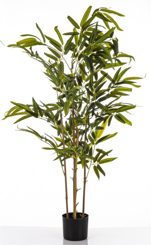 Roślina Dekoracyjna Bambus