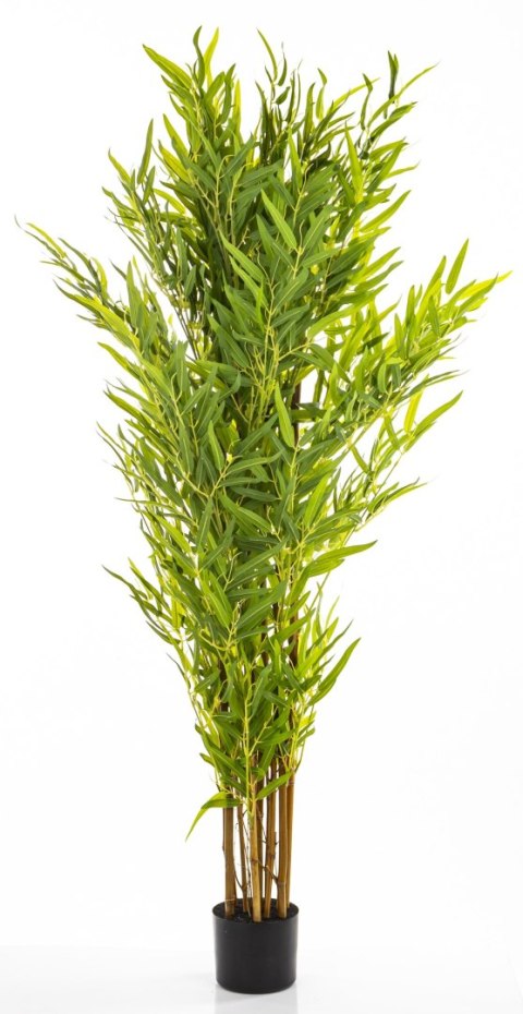 Roślina Dekoracyjna Bambus