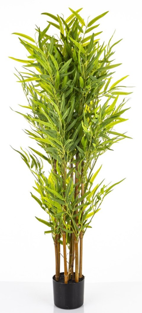 Roślina Dekoracyjna Bambus