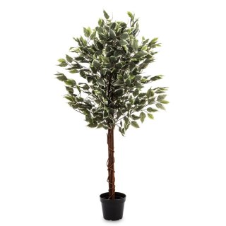 Roślina Dekoracyjna Fikus