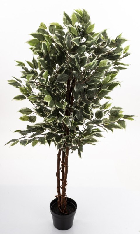 Roślina Dekoracyjna Fikus