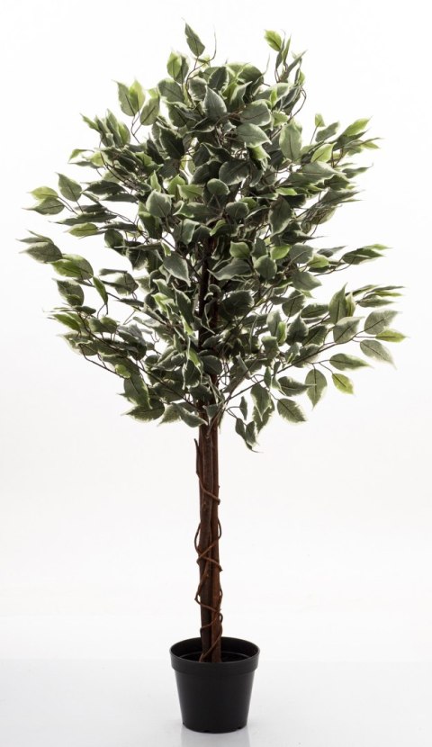 Roślina Dekoracyjna Fikus