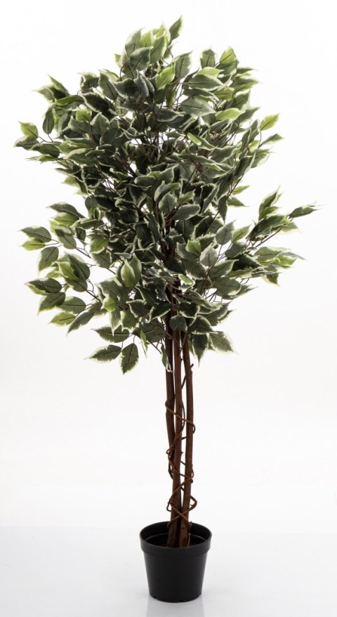 Roślina Dekoracyjna Fikus