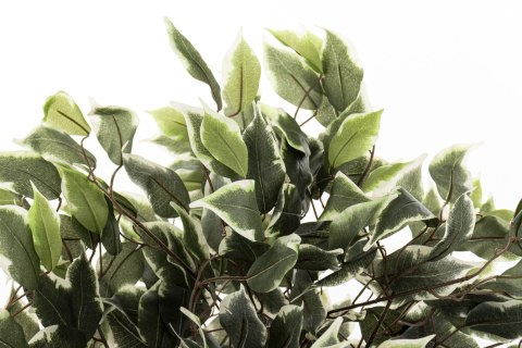 Roślina Dekoracyjna Fikus