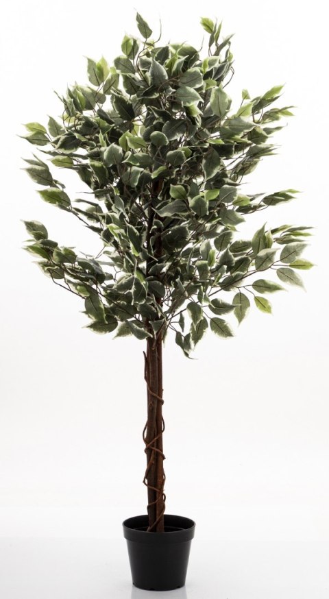 Roślina Dekoracyjna Fikus