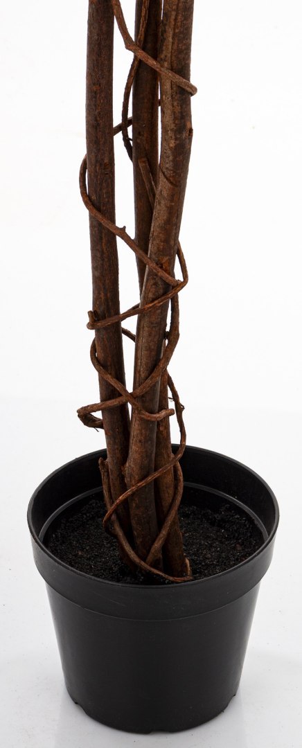 Roślina Dekoracyjna Fikus