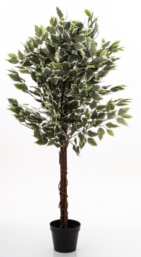 Roślina Dekoracyjna Fikus