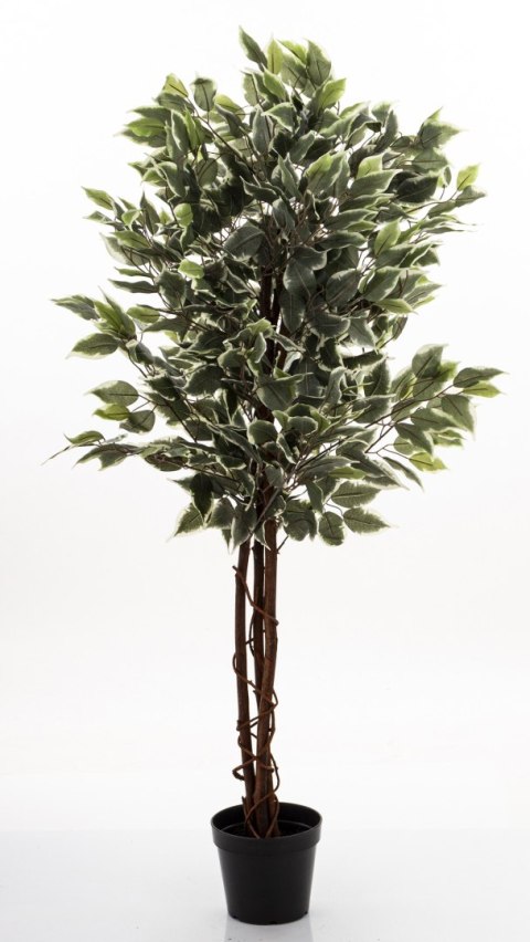 Roślina Dekoracyjna Fikus