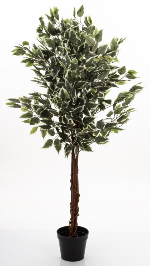 Roślina Dekoracyjna Fikus