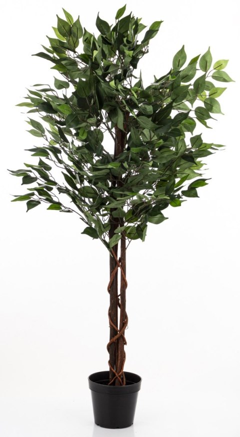 Roślina Dekoracyjna Fikus