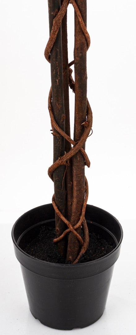 Roślina Dekoracyjna Fikus