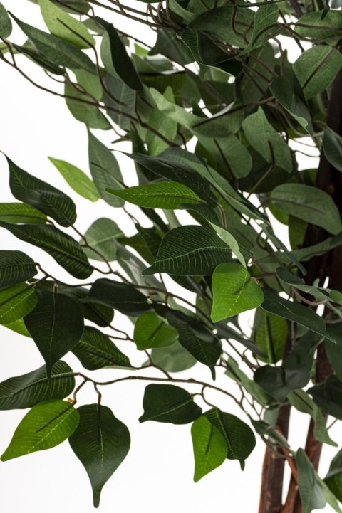 Roślina Dekoracyjna Fikus