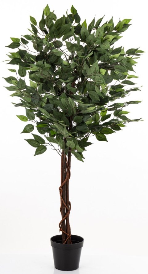 Roślina Dekoracyjna Fikus