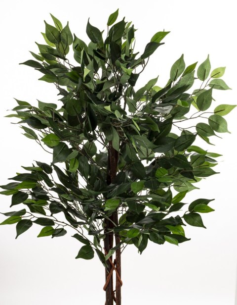 Roślina Dekoracyjna Fikus