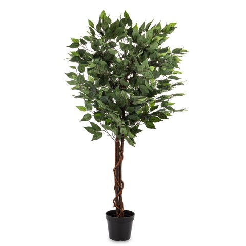 Roślina Dekoracyjna Fikus