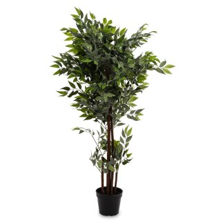 Roślina Dekoracyjna Fikus