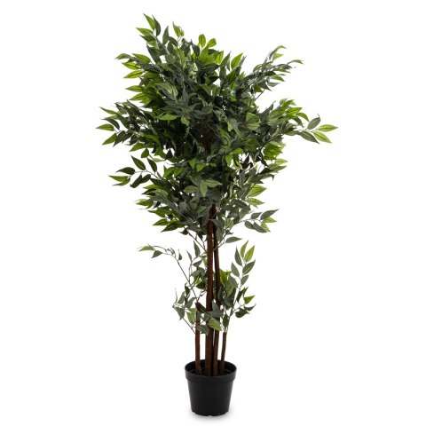 Roślina Dekoracyjna Fikus