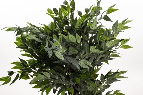 Roślina Dekoracyjna Fikus