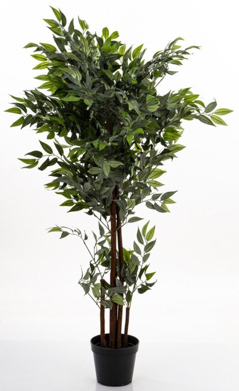 Roślina Dekoracyjna Fikus