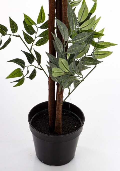 Roślina Dekoracyjna Fikus