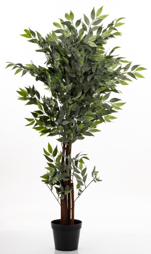 Roślina Dekoracyjna Fikus