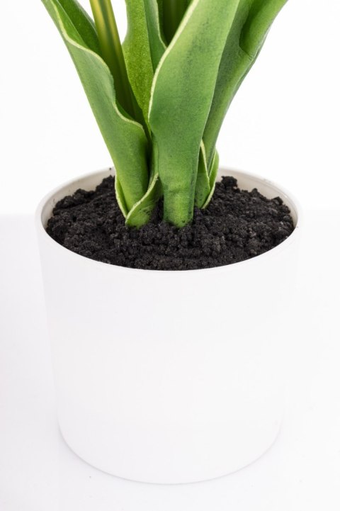 Roślina Dekoracyjna Led-Prom.