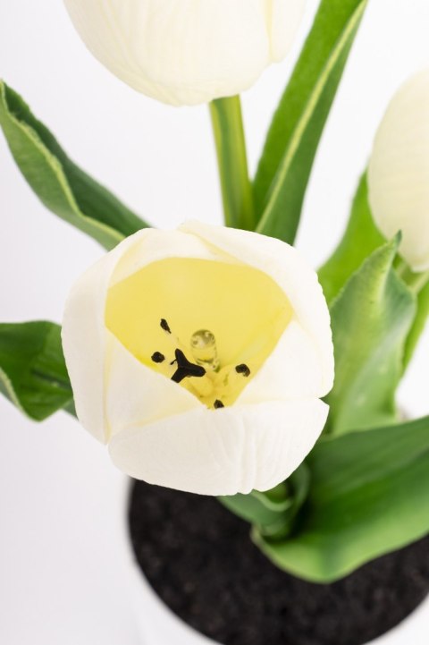 Roślina Dekoracyjna Led-Prom.