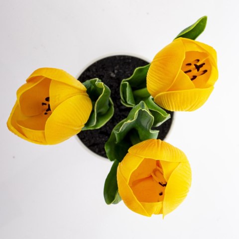 Roślina Dekoracyjna Led-Prom.