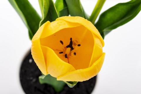 Roślina Dekoracyjna Led-Prom.