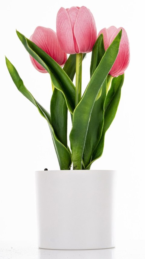 Roślina Dekoracyjna Led-Prom.