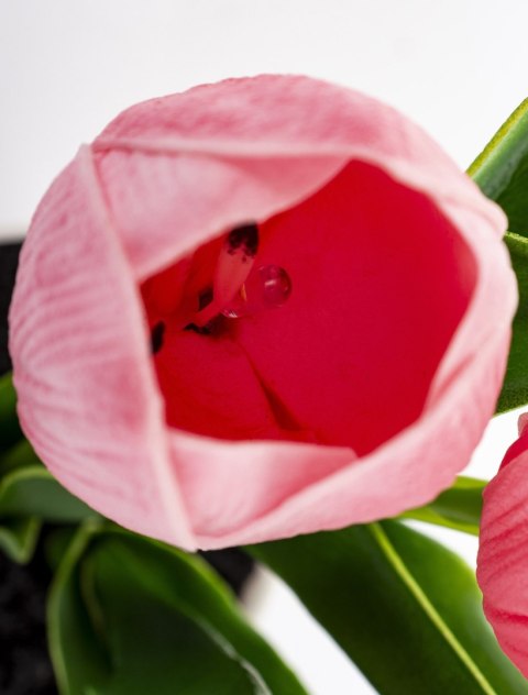 Roślina Dekoracyjna Led-Prom.