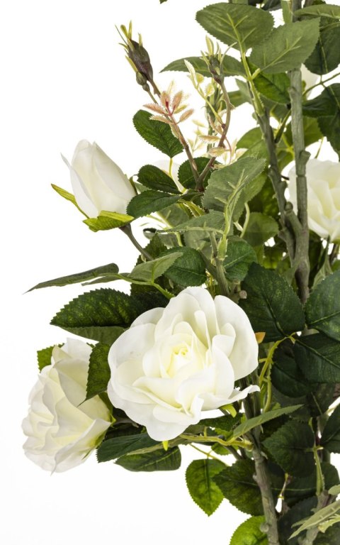 Roślina Dekoracyjna Róża