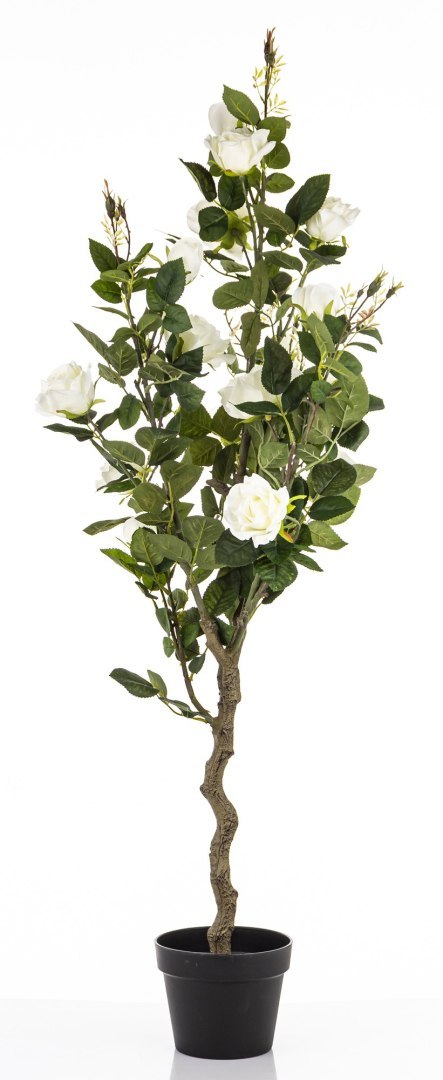 Roślina Dekoracyjna Róża