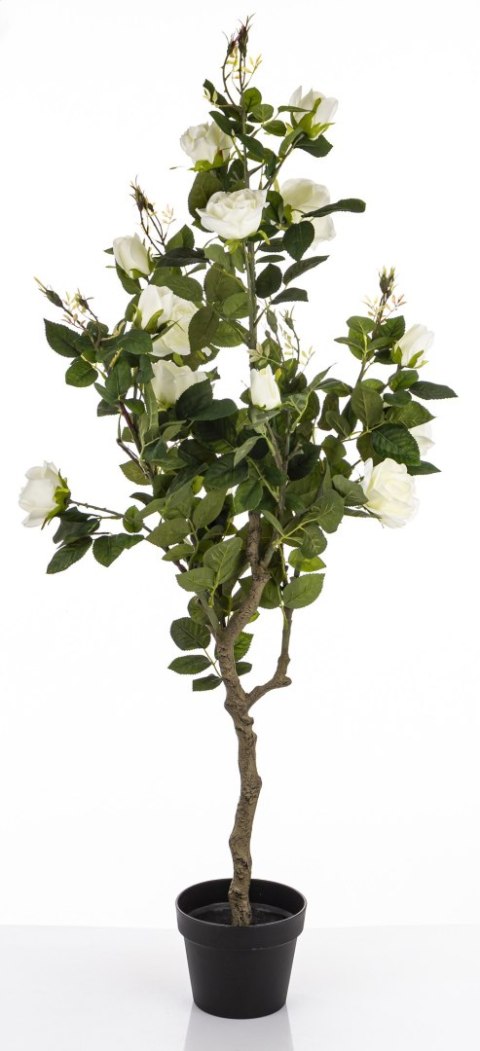 Roślina Dekoracyjna Róża