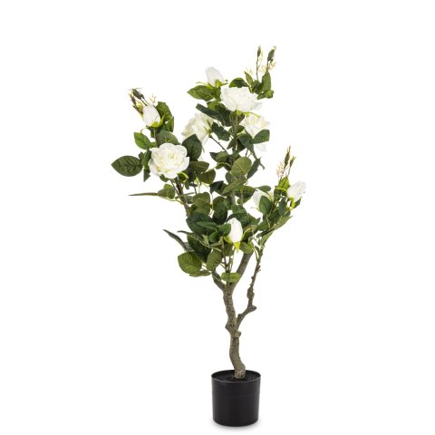 Roślina Dekoracyjna Róża