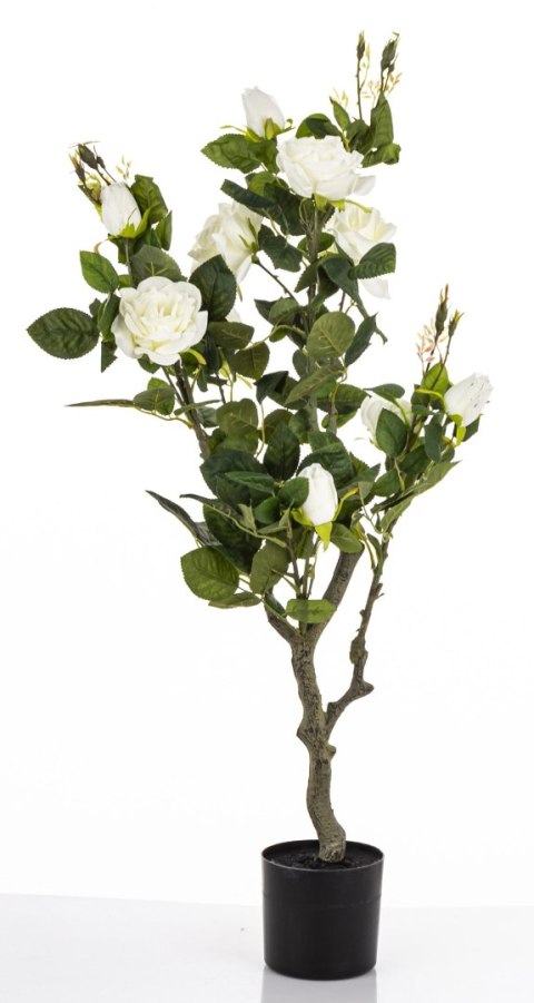 Roślina Dekoracyjna Róża