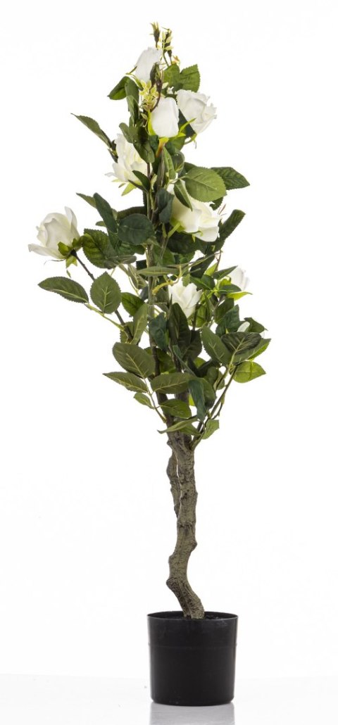 Roślina Dekoracyjna Róża