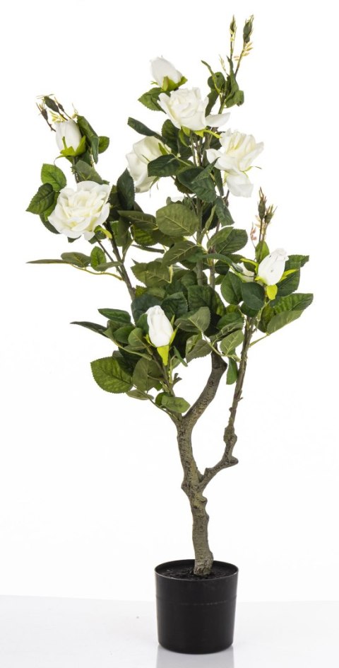 Roślina Dekoracyjna Róża