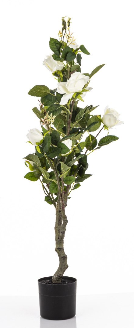 Roślina Dekoracyjna Róża