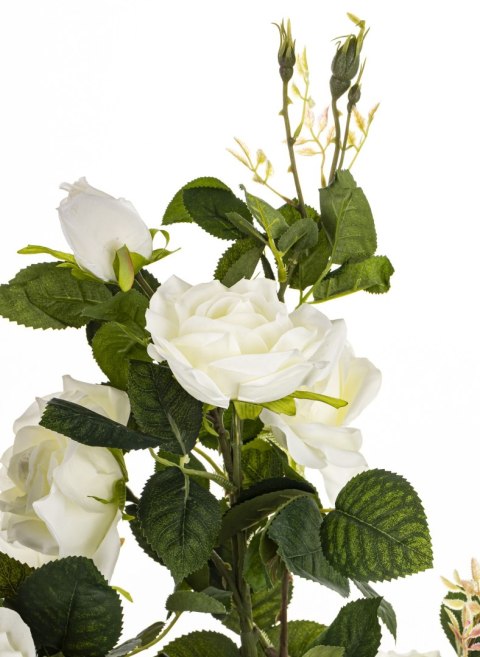 Roślina Dekoracyjna Róża