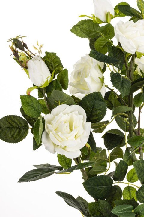 Roślina Dekoracyjna Róża