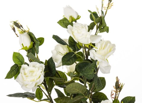 Roślina Dekoracyjna Róża