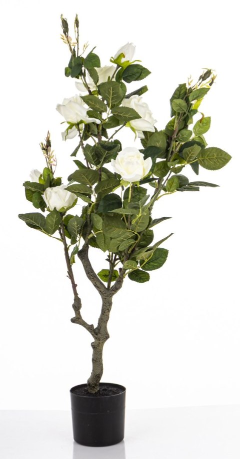 Roślina Dekoracyjna Róża