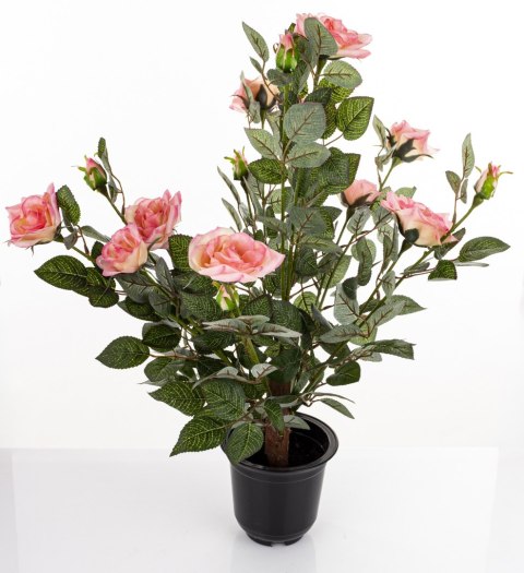 Roślina Dekoracyjna Róża