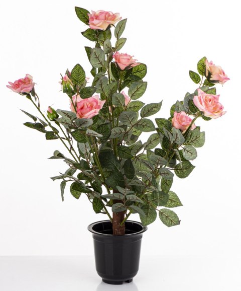 Roślina Dekoracyjna Róża