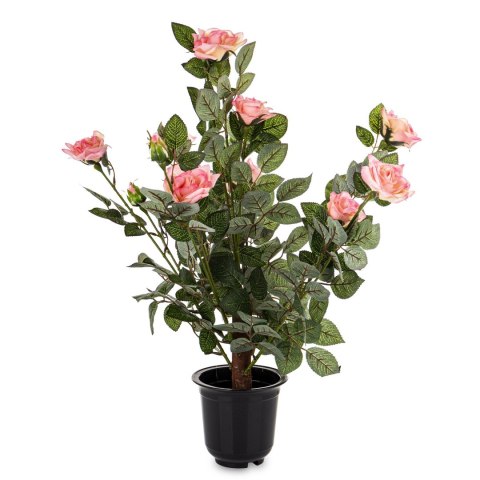 Roślina Dekoracyjna Róża